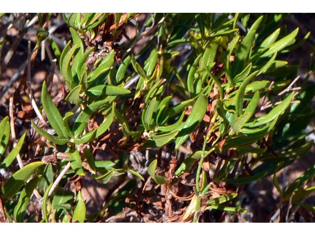 Eriogonum smithii (Flat-top buckwheat) #54346