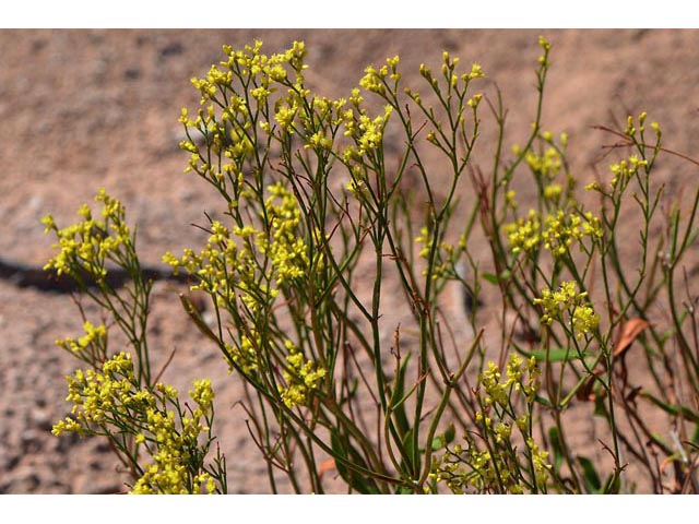 Eriogonum smithii (Flat-top buckwheat) #54347