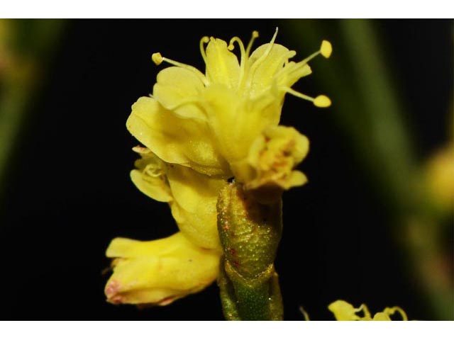 Eriogonum smithii (Flat-top buckwheat) #54352
