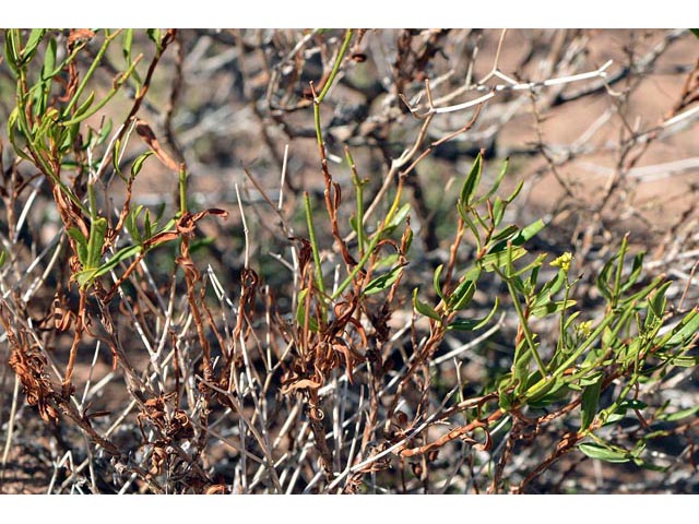 Eriogonum smithii (Flat-top buckwheat) #54354