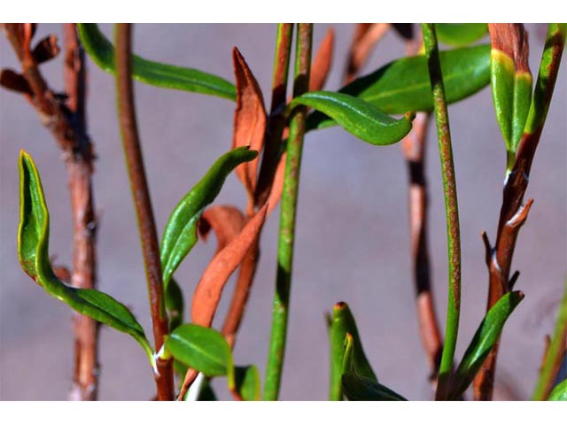 Eriogonum smithii (Flat-top buckwheat) #54357