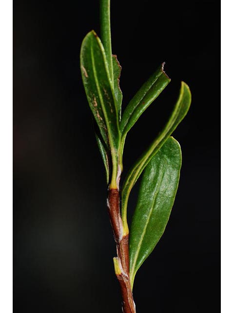 Eriogonum smithii (Flat-top buckwheat) #54358