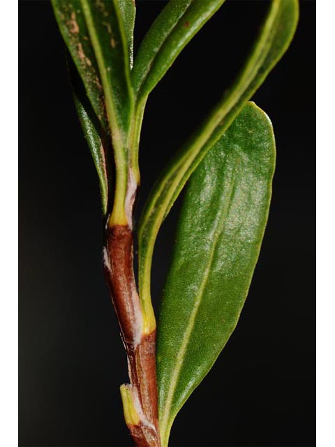 Eriogonum smithii (Flat-top buckwheat) #54359