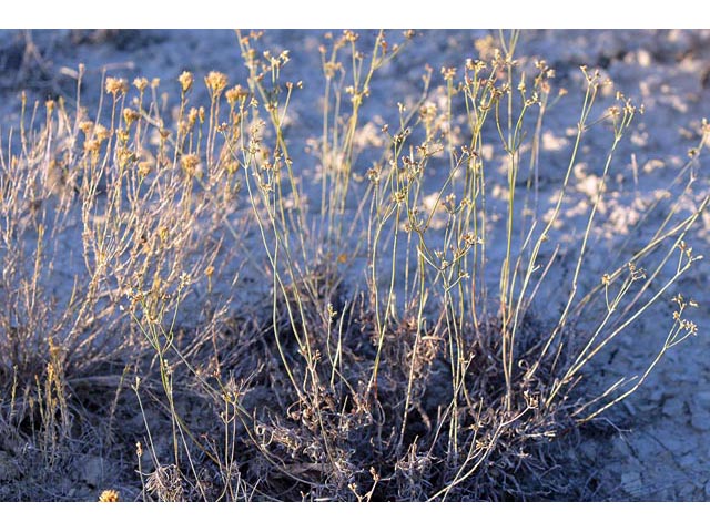 Eriogonum spathulatum (Spoonleaf buckwheat) #54412