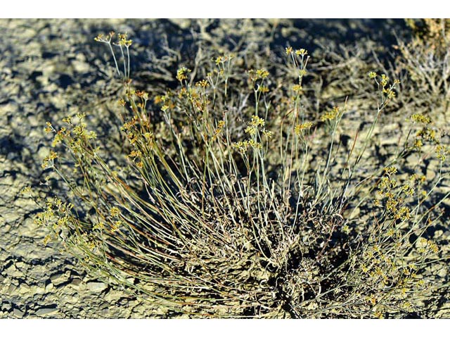 Eriogonum spathulatum (Spoonleaf buckwheat) #54413