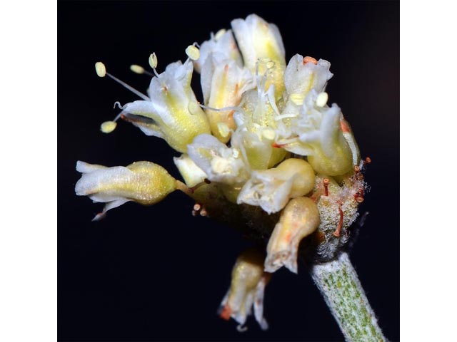 Eriogonum spathulatum (Spoonleaf buckwheat) #54414