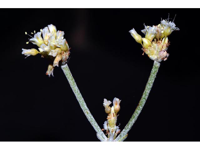 Eriogonum spathulatum (Spoonleaf buckwheat) #54416