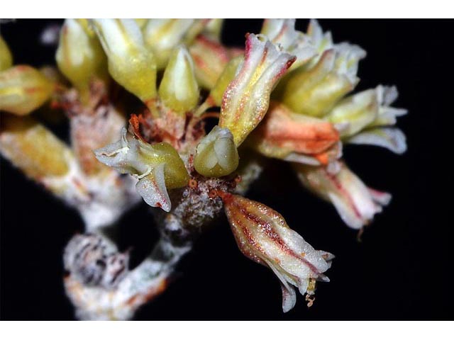 Eriogonum spathulatum (Spoonleaf buckwheat) #54417