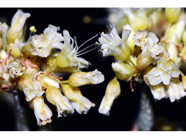 Eriogonum spathulatum (Spoonleaf buckwheat) #54419