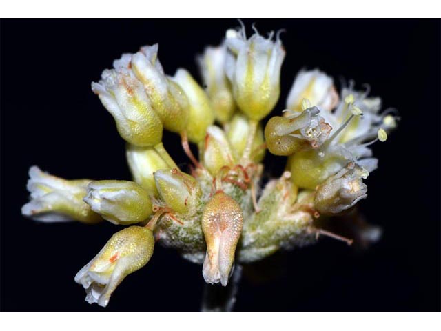 Eriogonum spathulatum (Spoonleaf buckwheat) #54423
