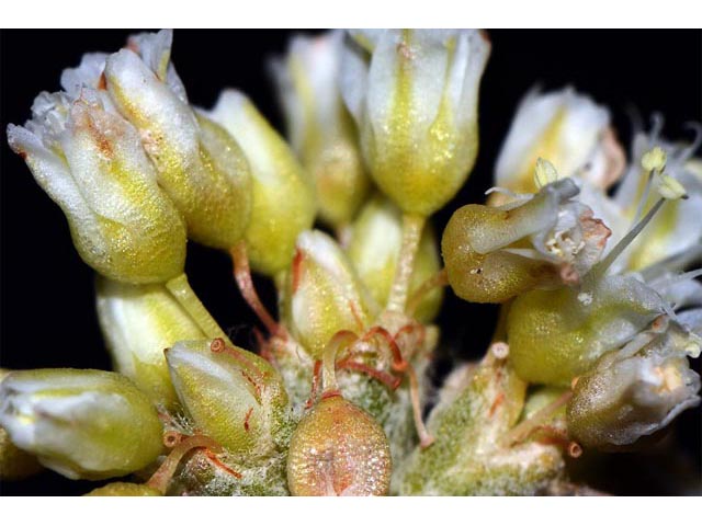 Eriogonum spathulatum (Spoonleaf buckwheat) #54424