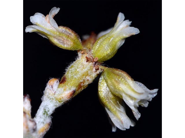 Eriogonum spathulatum (Spoonleaf buckwheat) #54428