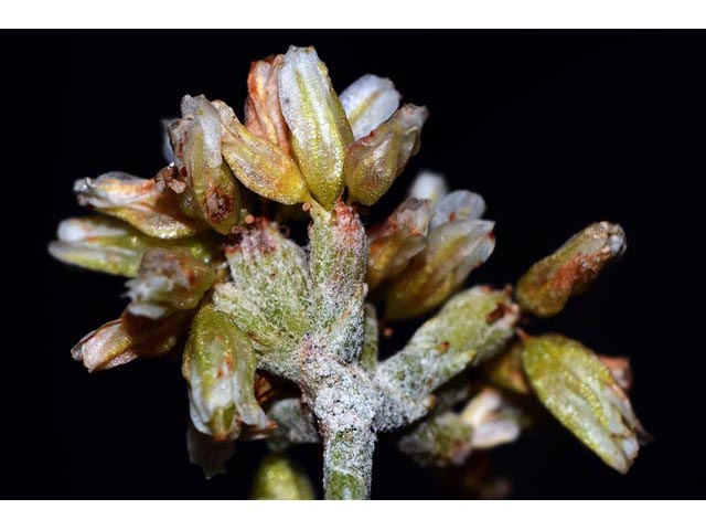 Eriogonum spathulatum (Spoonleaf buckwheat) #54429