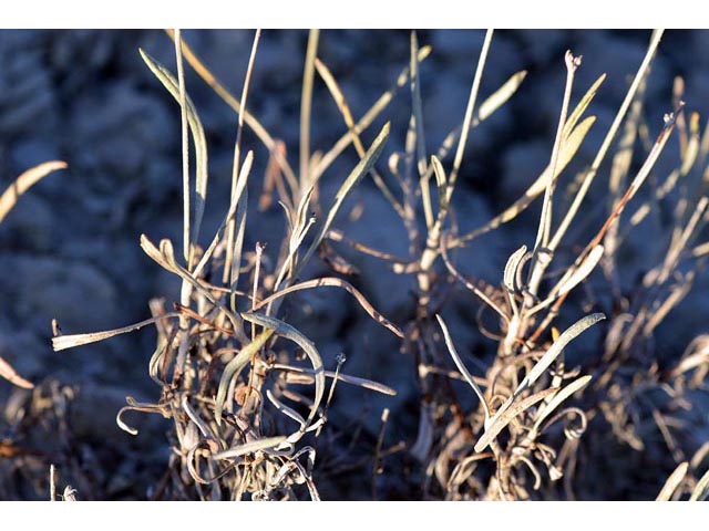 Eriogonum spathulatum (Spoonleaf buckwheat) #54431