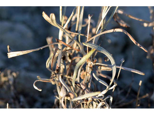 Eriogonum spathulatum (Spoonleaf buckwheat) #54432