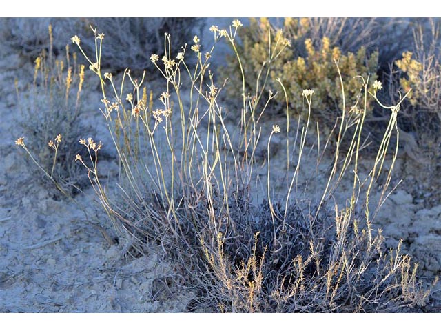 Eriogonum spathulatum (Spoonleaf buckwheat) #54433