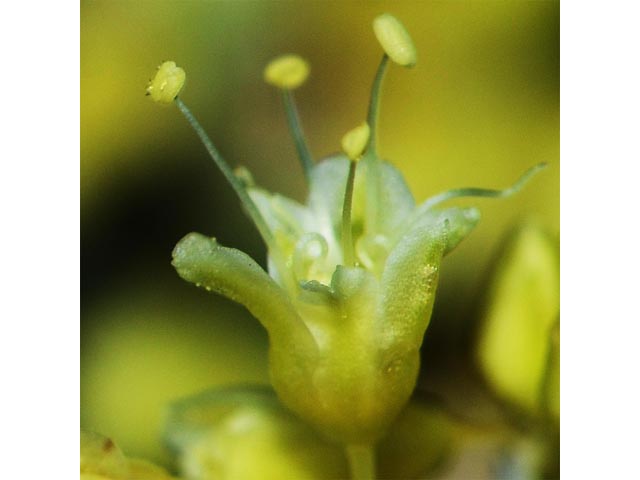 Eriogonum spathulatum (Spoonleaf buckwheat) #54451