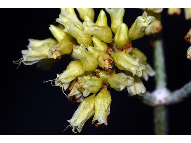 Eriogonum spathulatum (Spoonleaf buckwheat) #54453