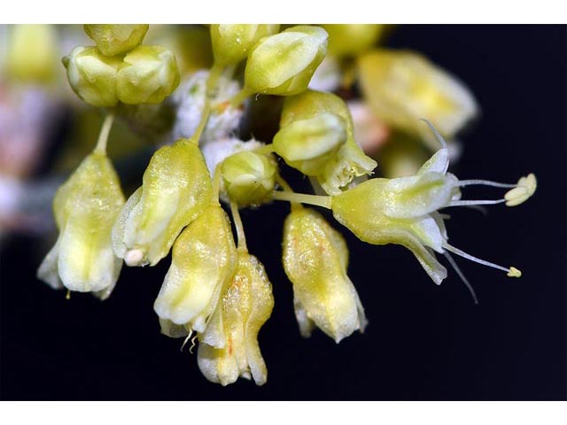 Eriogonum spathulatum (Spoonleaf buckwheat) #54454