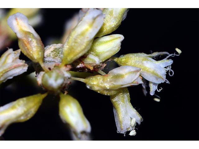 Eriogonum spathulatum (Spoonleaf buckwheat) #54457