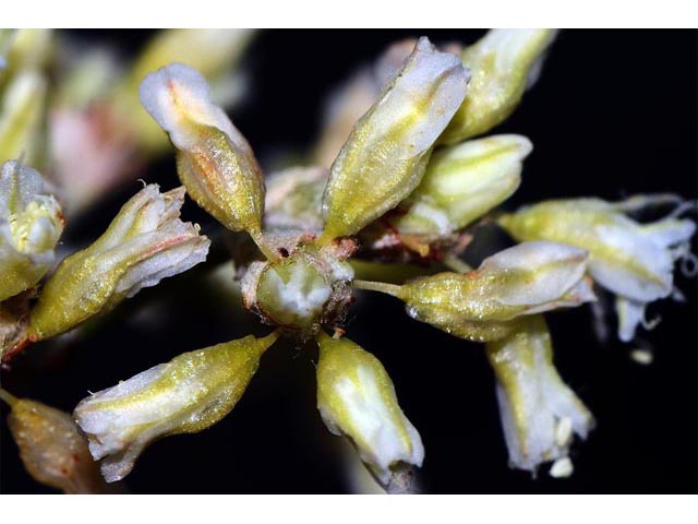 Eriogonum spathulatum (Spoonleaf buckwheat) #54458