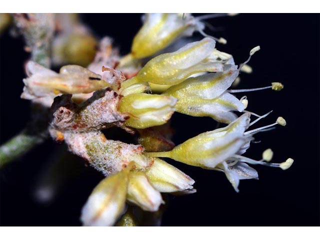 Eriogonum spathulatum (Spoonleaf buckwheat) #54459