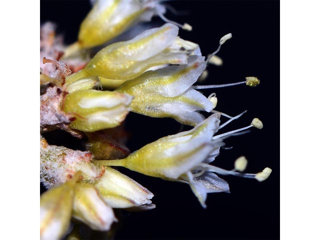 Eriogonum spathulatum (Spoonleaf buckwheat) #54460