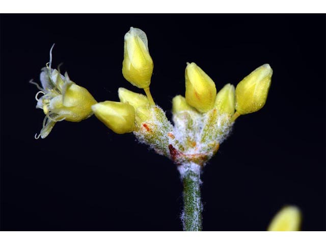 Eriogonum spathulatum (Spoonleaf buckwheat) #54461