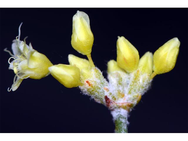 Eriogonum spathulatum (Spoonleaf buckwheat) #54462