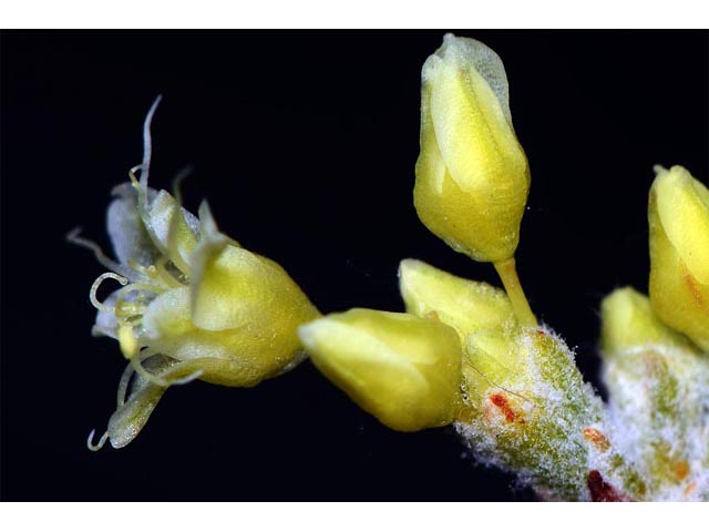Eriogonum spathulatum (Spoonleaf buckwheat) #54463