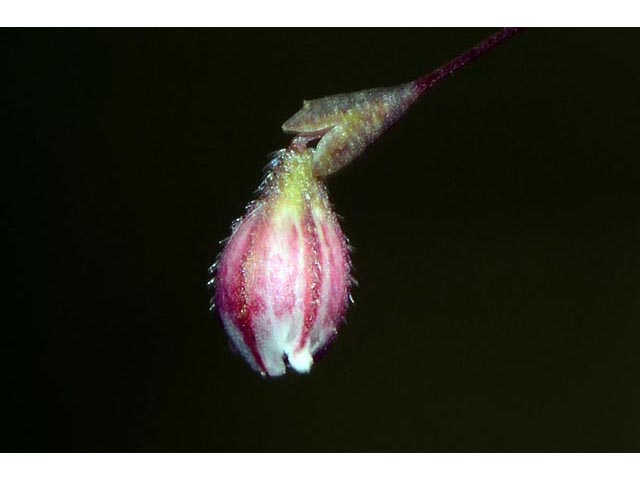 Eriogonum spergulinum var. reddingianum (Redding buckwheat) #54478