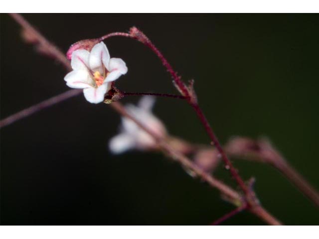 Eriogonum spergulinum var. reddingianum (Redding buckwheat) #54479