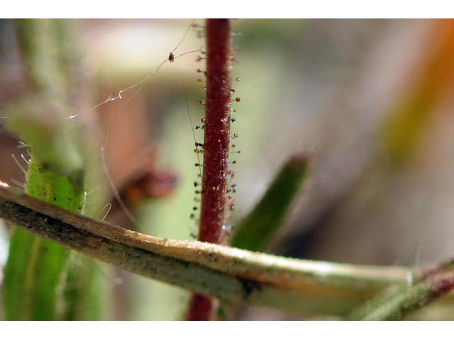 Eriogonum spergulinum var. reddingianum (Redding buckwheat) #54483