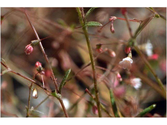 Eriogonum spergulinum var. reddingianum (Redding buckwheat) #54489