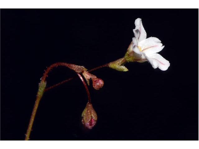 Eriogonum spergulinum var. reddingianum (Redding buckwheat) #54492