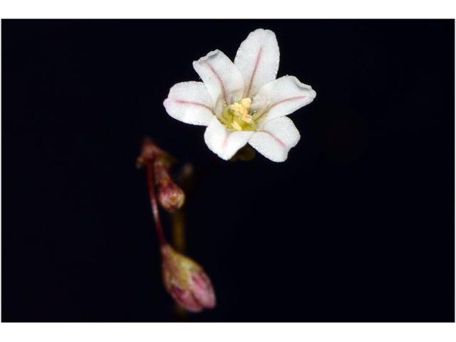 Eriogonum spergulinum var. reddingianum (Redding buckwheat) #54494