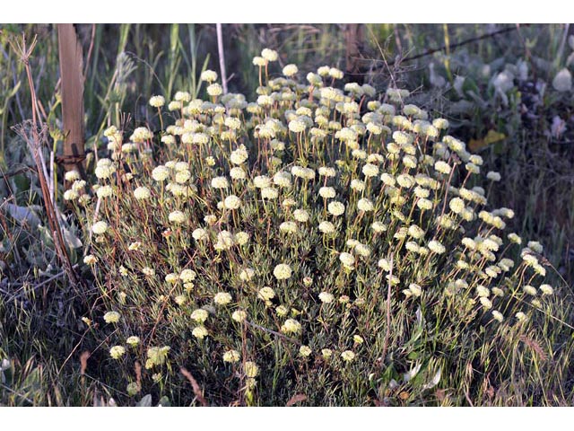 Eriogonum douglasii var. sublineare (Scabland buckwheat) #54663