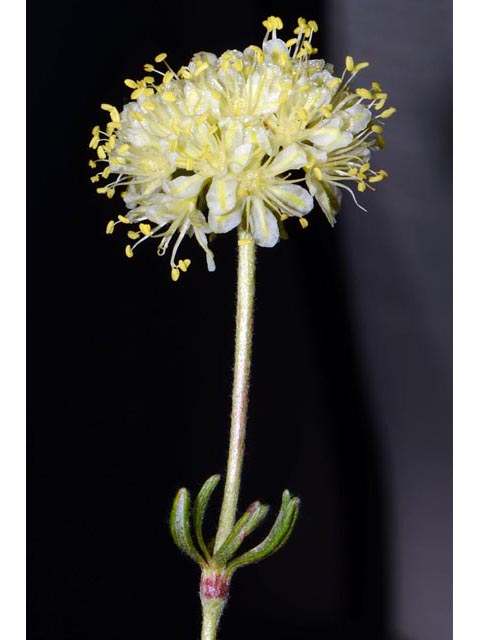 Eriogonum douglasii var. sublineare (Scabland buckwheat) #54670