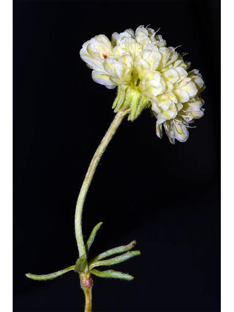 Eriogonum douglasii var. sublineare (Scabland buckwheat) #54677
