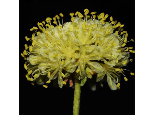 Eriogonum douglasii var. sublineare (Scabland buckwheat) #54682
