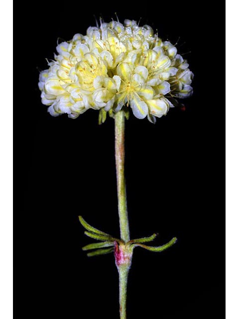Eriogonum douglasii var. sublineare (Scabland buckwheat) #54683