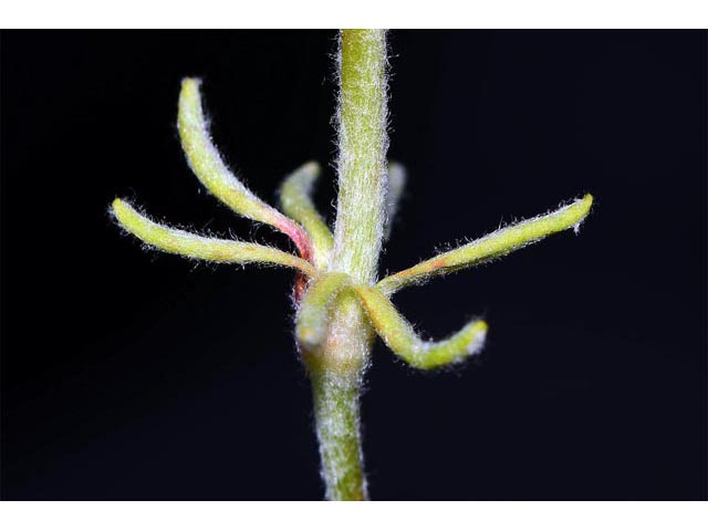 Eriogonum douglasii var. sublineare (Scabland buckwheat) #54701