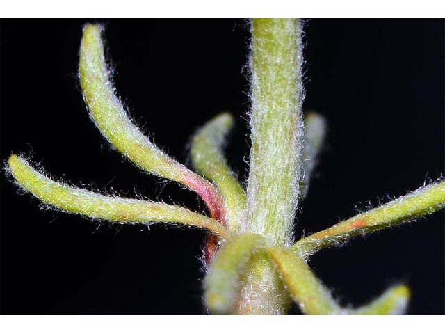 Eriogonum douglasii var. sublineare (Scabland buckwheat) #54702