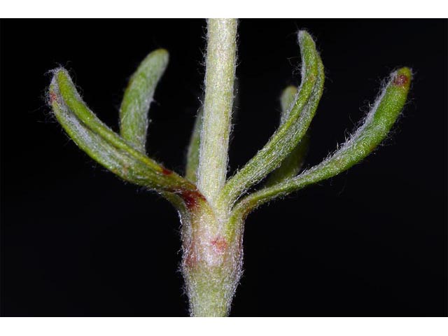 Eriogonum douglasii var. sublineare (Scabland buckwheat) #54703