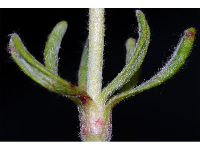 Eriogonum douglasii var. sublineare (Scabland buckwheat) #54704