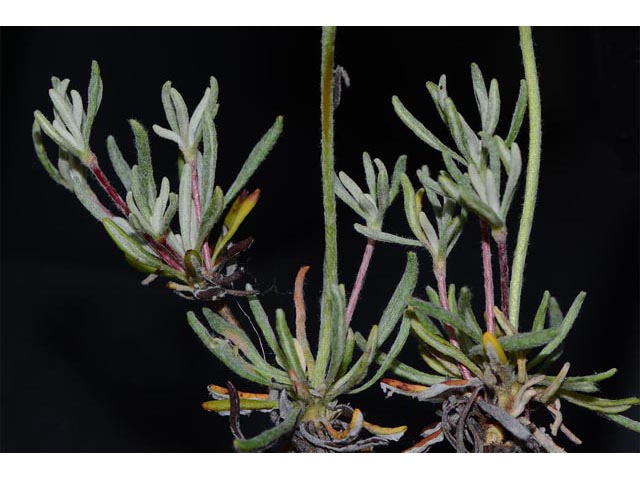 Eriogonum douglasii var. sublineare (Scabland buckwheat) #54705
