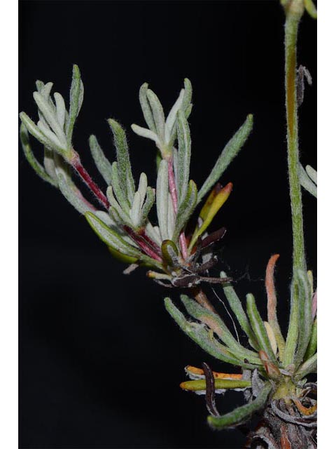 Eriogonum douglasii var. sublineare (Scabland buckwheat) #54706