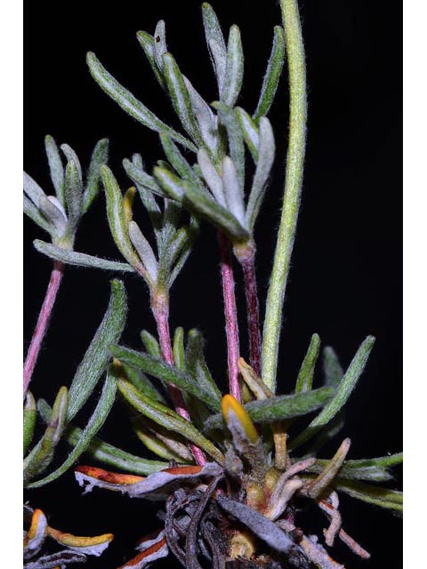 Eriogonum douglasii var. sublineare (Scabland buckwheat) #54707