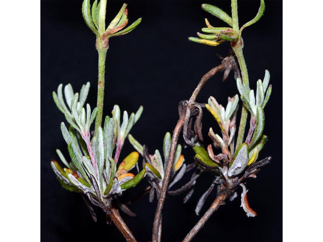 Eriogonum douglasii var. sublineare (Scabland buckwheat) #54708