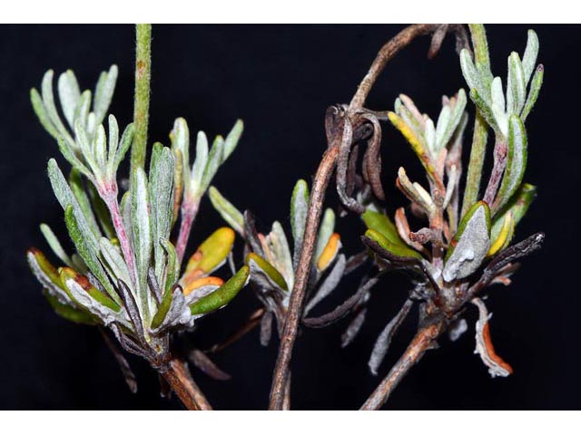 Eriogonum douglasii var. sublineare (Scabland buckwheat) #54709